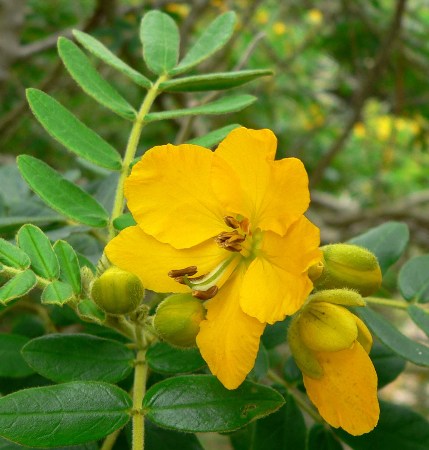 Cassia Essential Oil 2